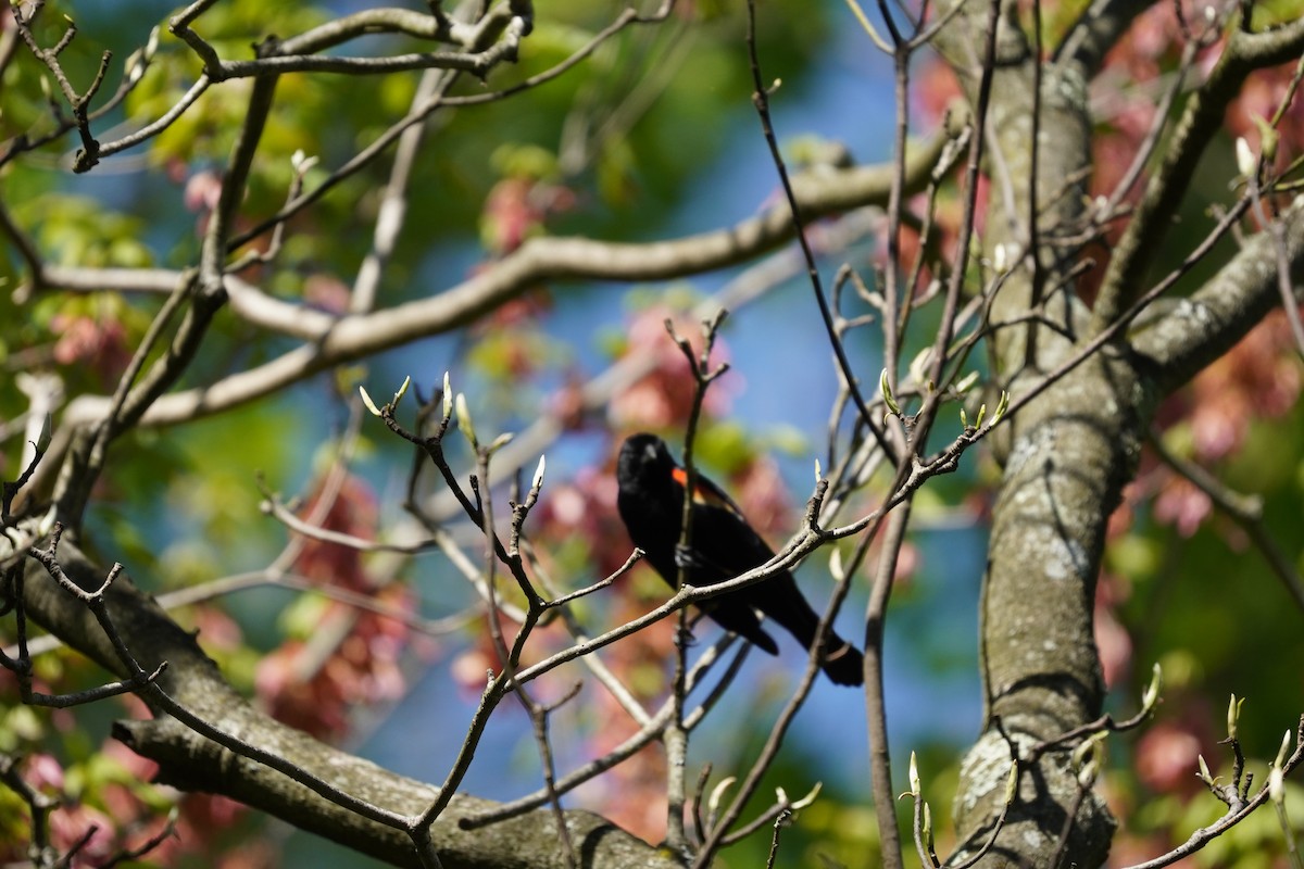 Red-winged Blackbird (Red-winged) - ML617980374