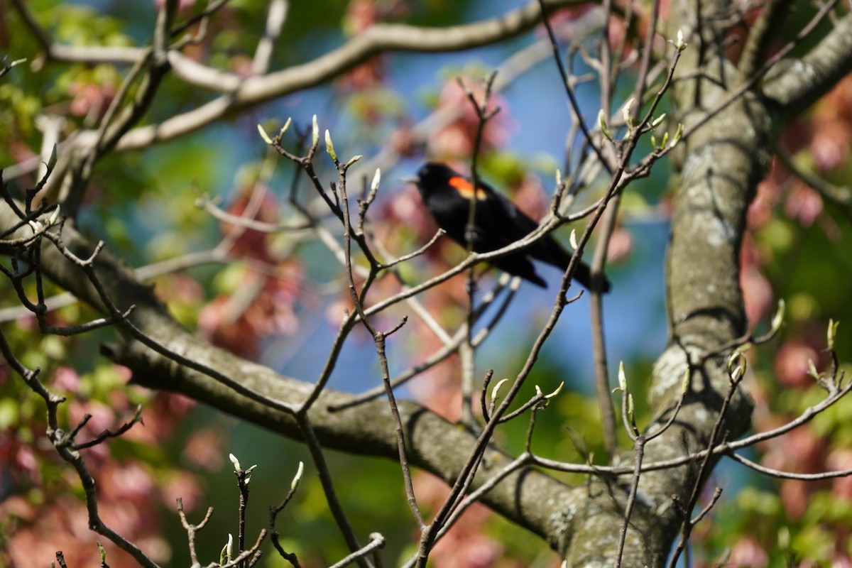 Red-winged Blackbird (Red-winged) - ML617980375