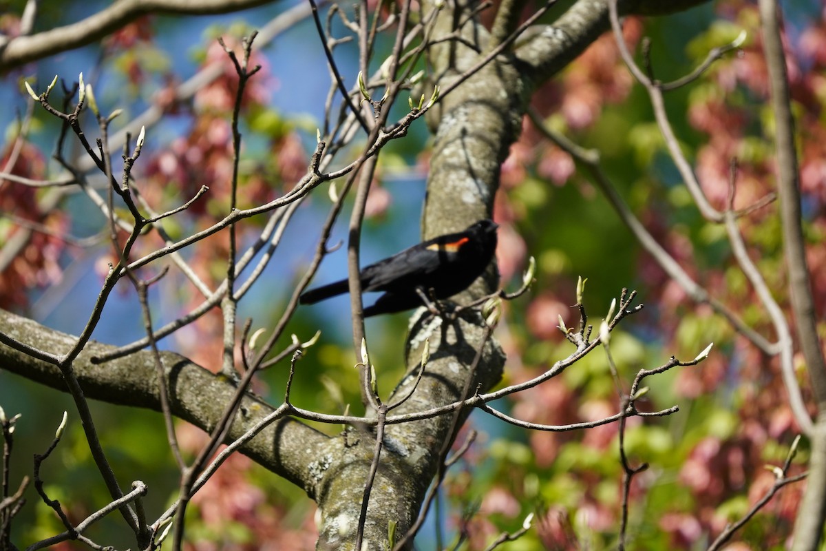 Red-winged Blackbird (Red-winged) - ML617980377