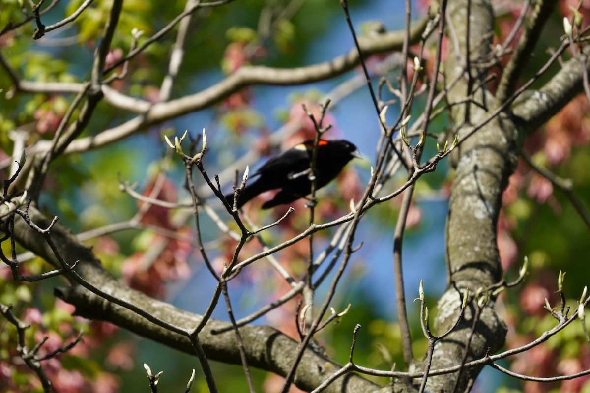 Red-winged Blackbird (Red-winged) - ML617980378