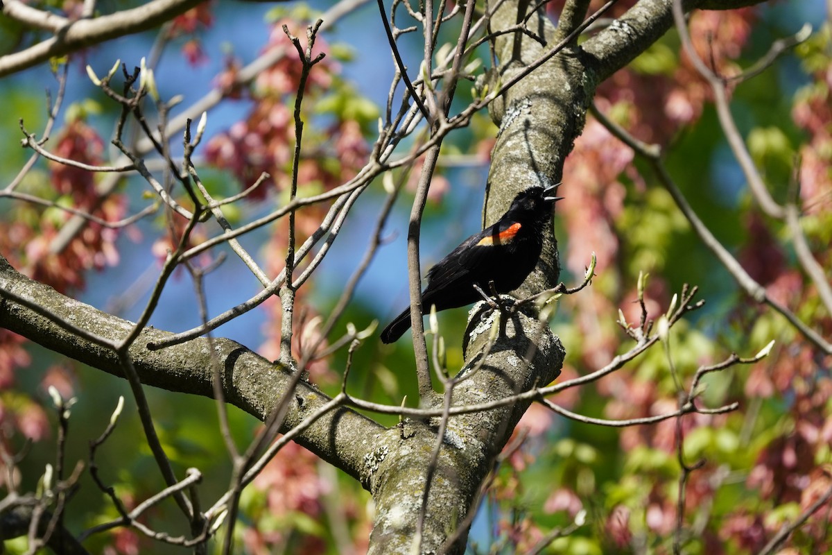 Red-winged Blackbird (Red-winged) - ML617980383