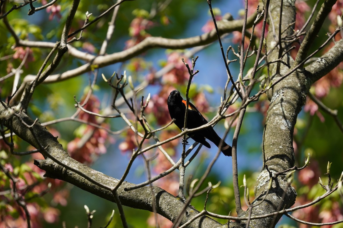 Red-winged Blackbird (Red-winged) - ML617980390
