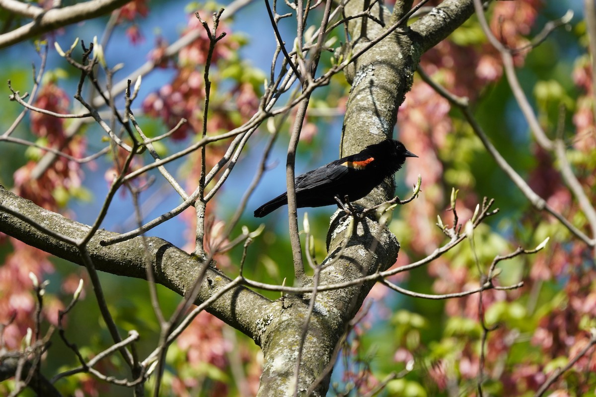 Red-winged Blackbird (Red-winged) - ML617980391