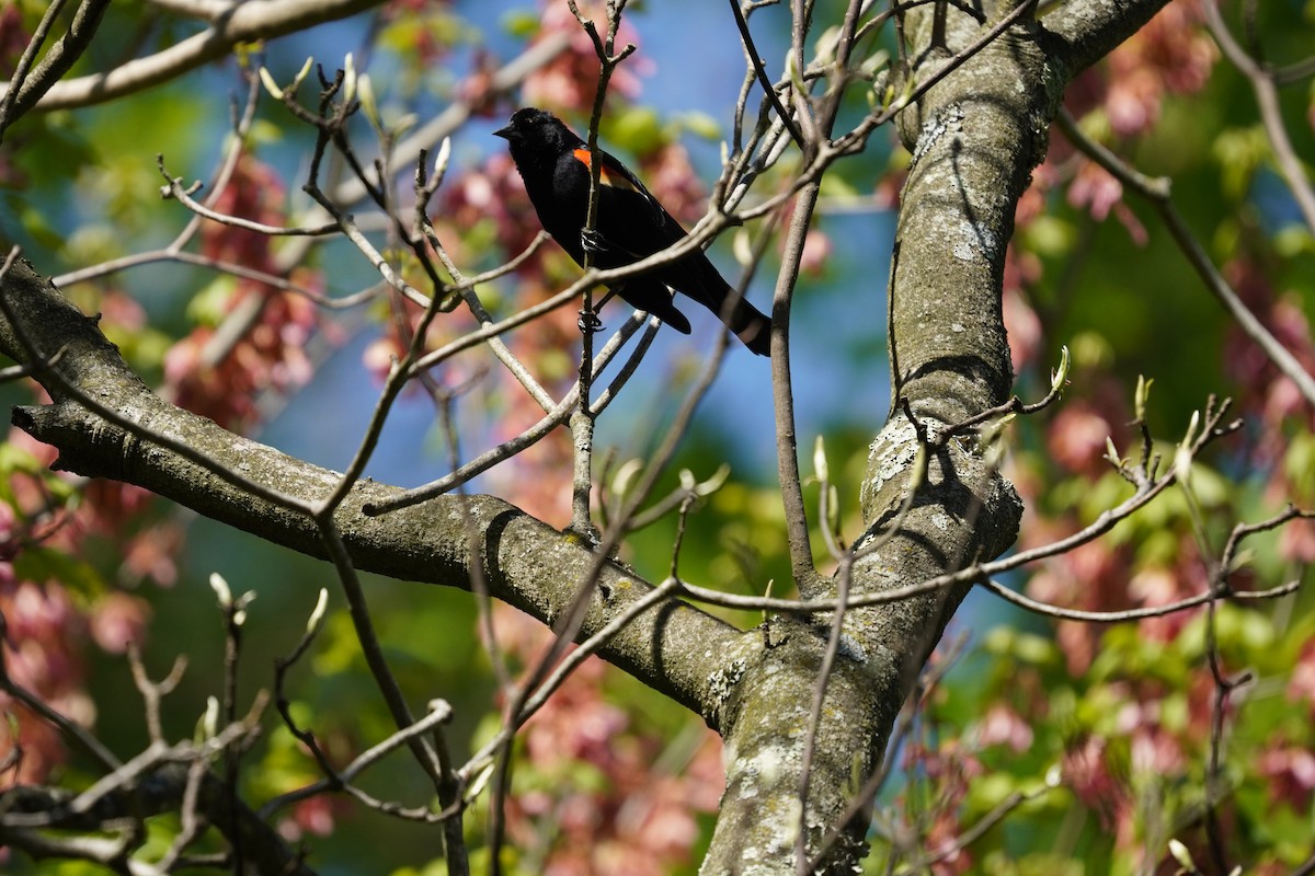 Red-winged Blackbird (Red-winged) - ML617980392