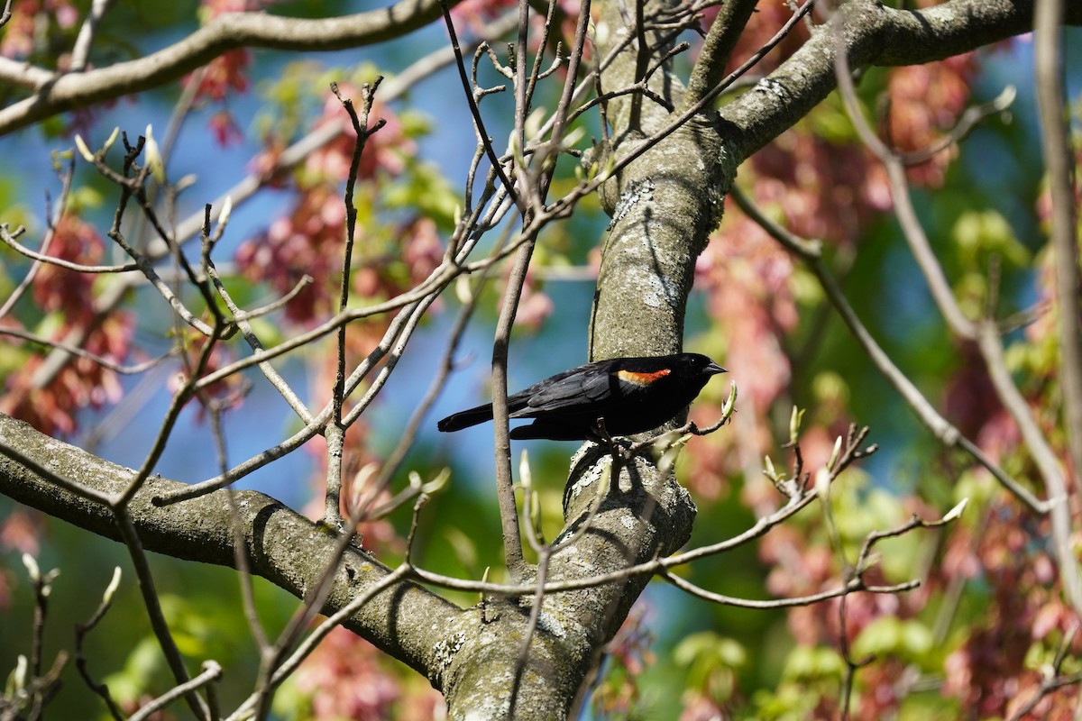 Red-winged Blackbird (Red-winged) - ML617980393