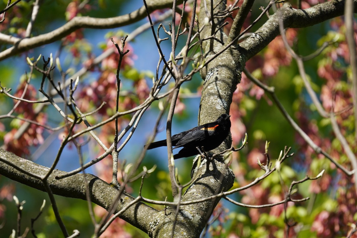 Red-winged Blackbird (Red-winged) - ML617980394