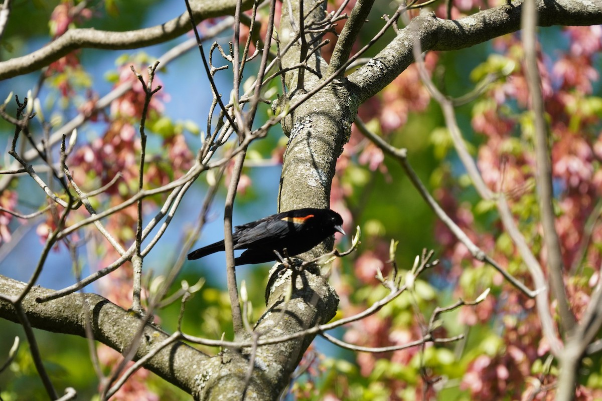 Red-winged Blackbird (Red-winged) - ML617980395