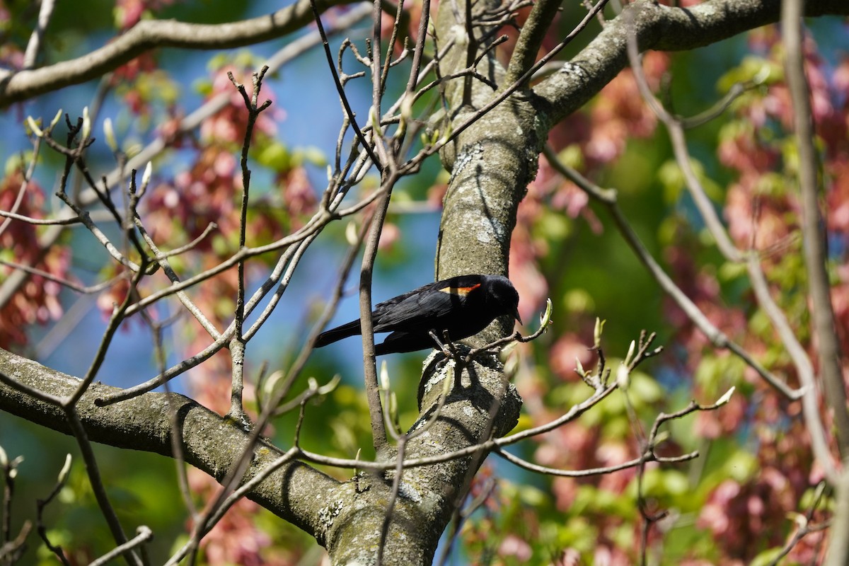 Red-winged Blackbird (Red-winged) - ML617980396