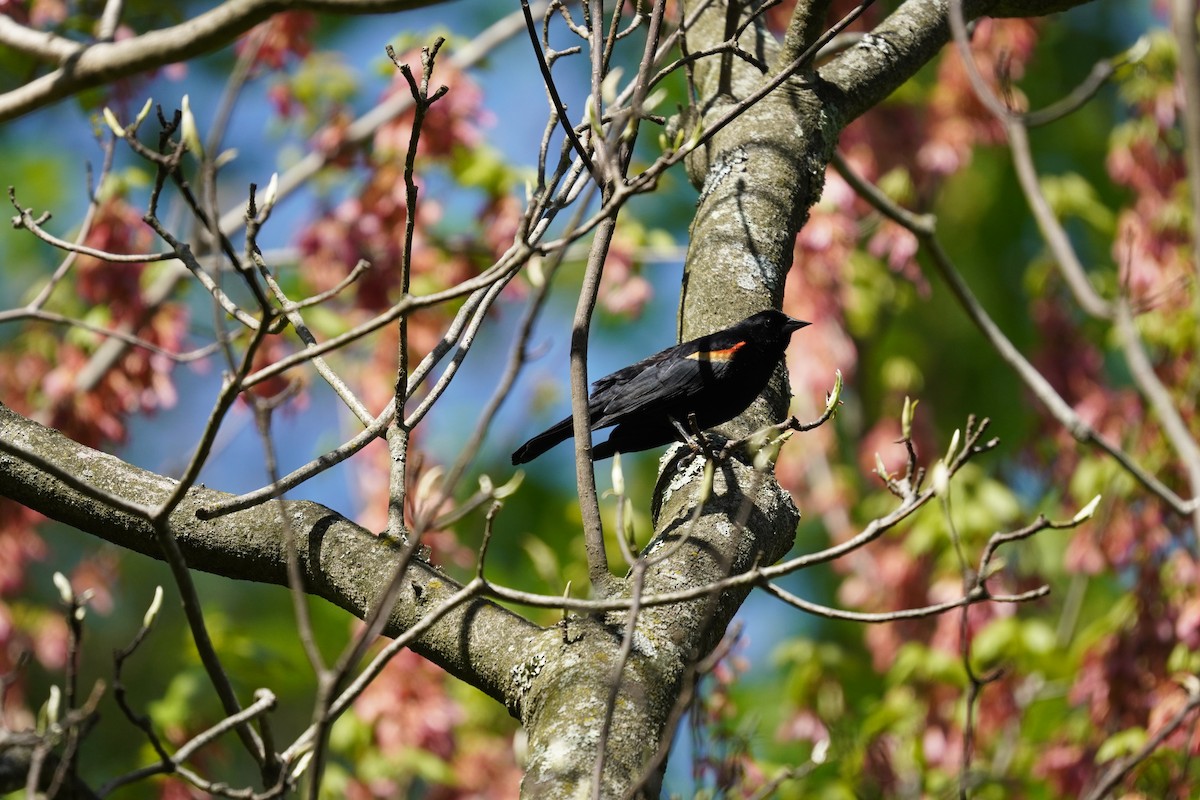 Red-winged Blackbird (Red-winged) - ML617980397
