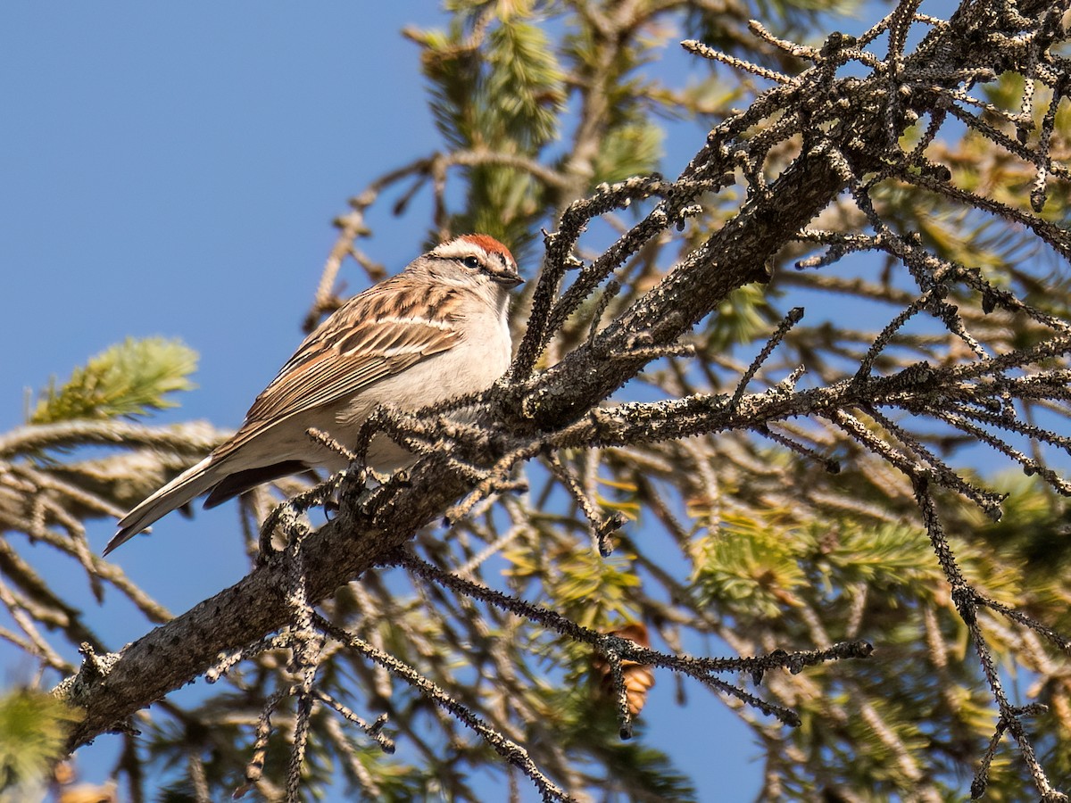 Chipping Sparrow - ML617980463