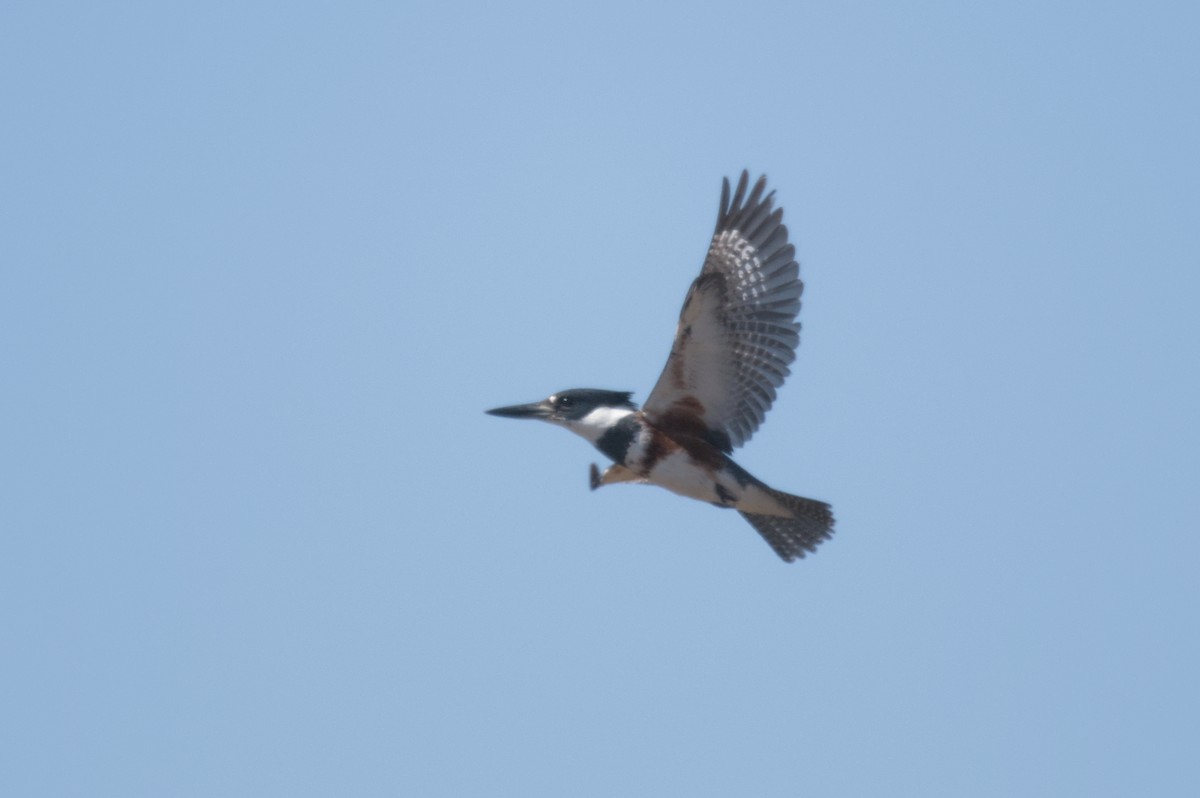 Belted Kingfisher - ML617980494