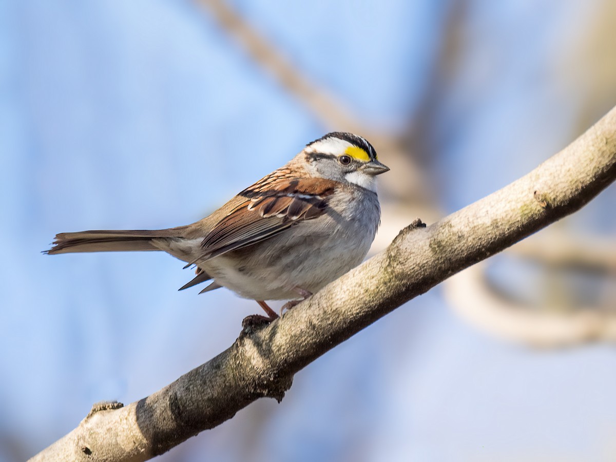 White-throated Sparrow - Danielle  A