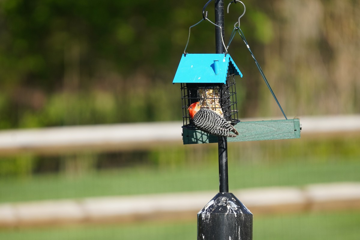 Red-bellied Woodpecker - Braydon Leary