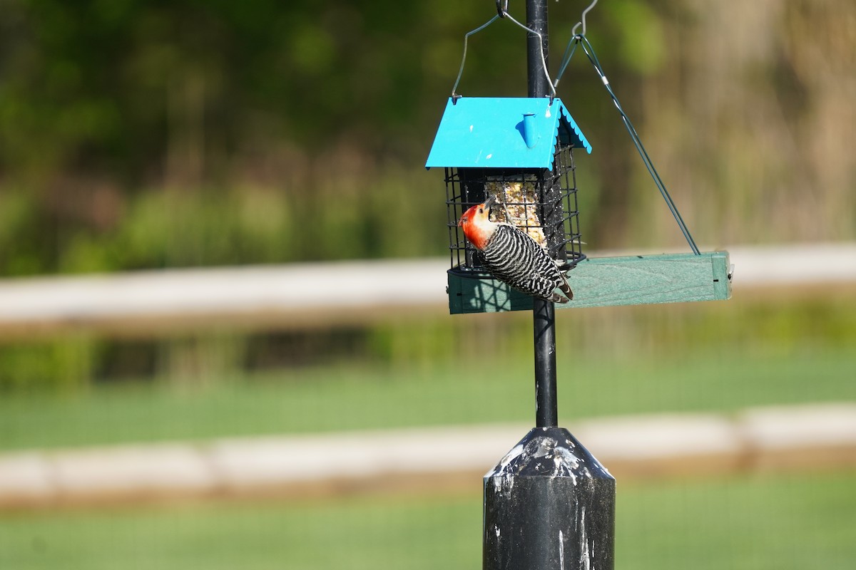 Red-bellied Woodpecker - ML617980655