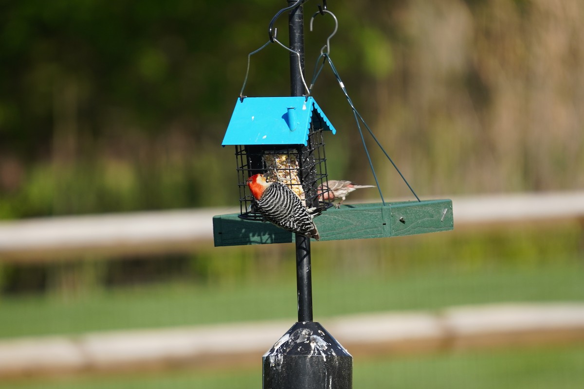 Red-bellied Woodpecker - ML617980659