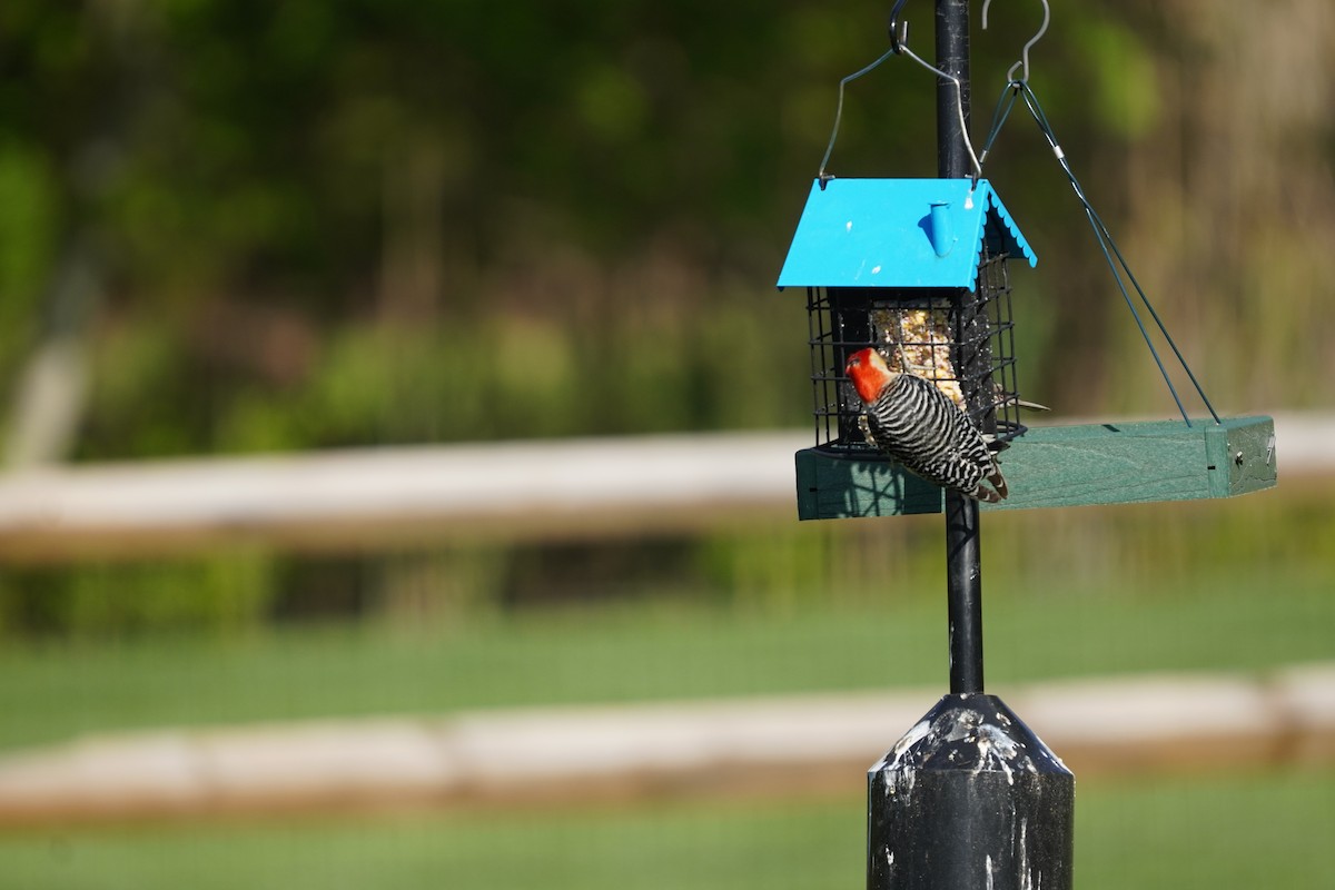 Red-bellied Woodpecker - ML617980661