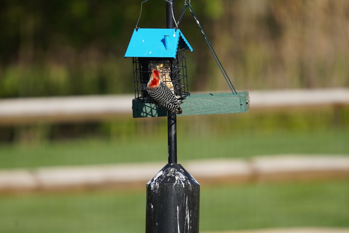 Red-bellied Woodpecker - ML617980662