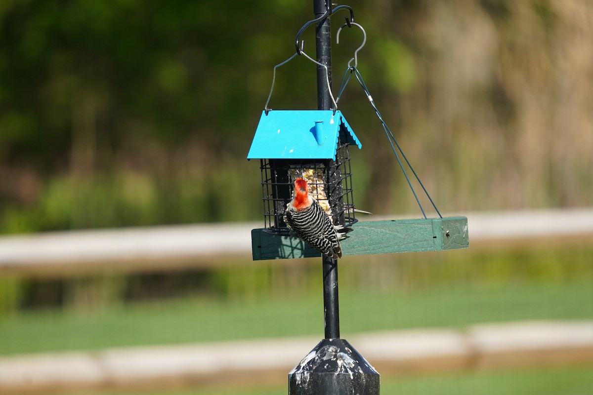 Red-bellied Woodpecker - ML617980663