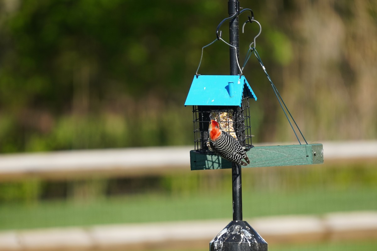 Red-bellied Woodpecker - ML617980665
