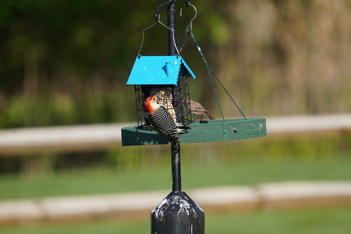 Red-bellied Woodpecker - ML617980666