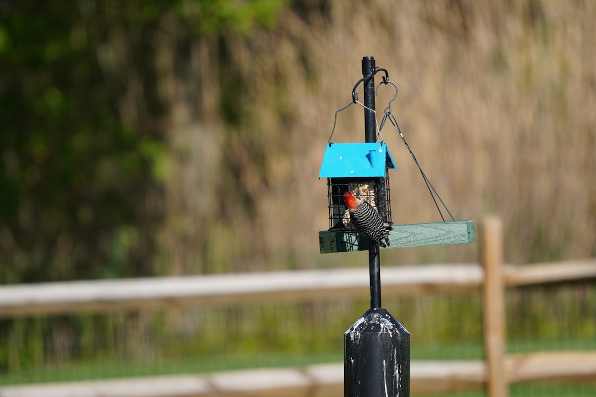 Red-bellied Woodpecker - ML617980667