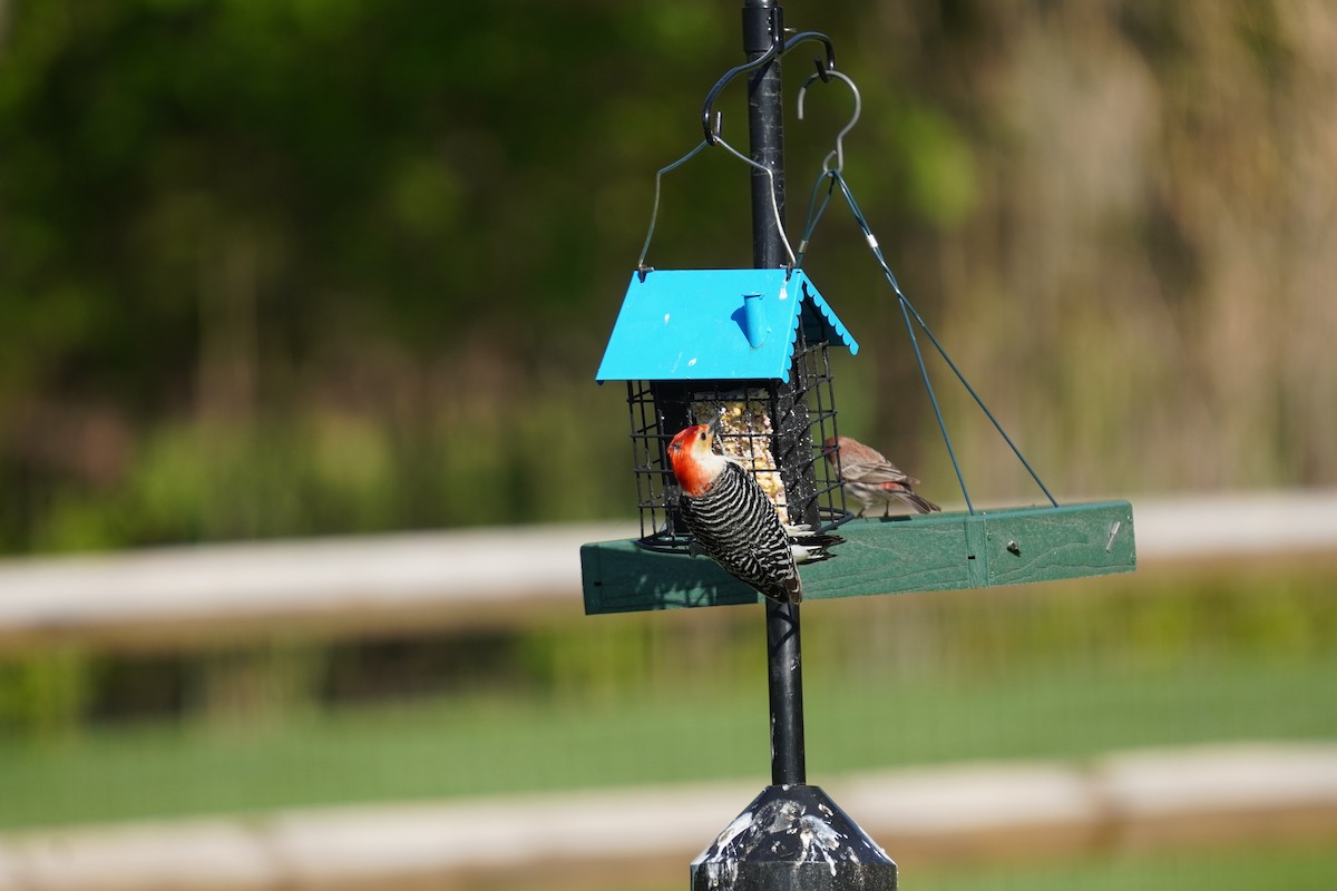 Red-bellied Woodpecker - ML617980668