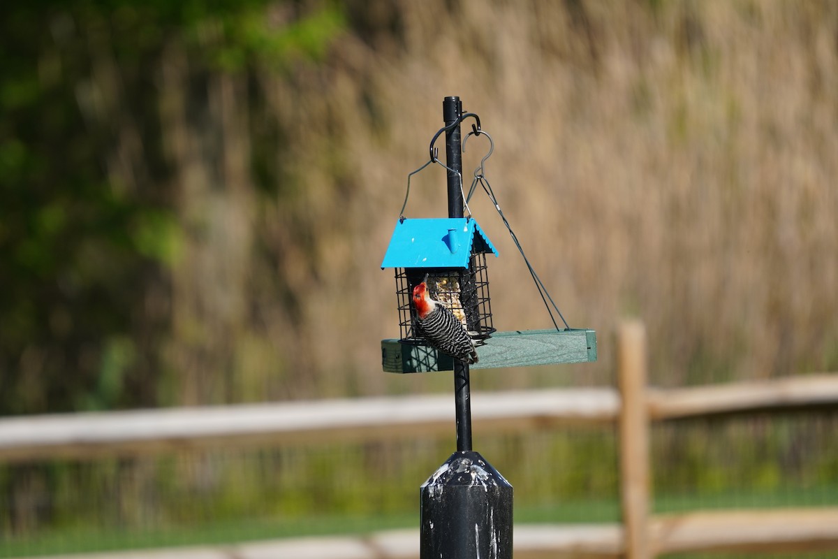 Red-bellied Woodpecker - ML617980670