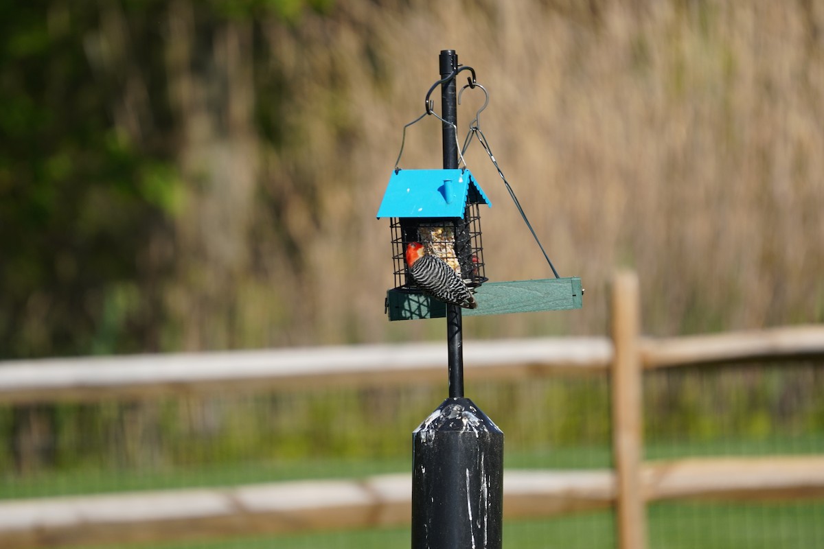 Red-bellied Woodpecker - ML617980672