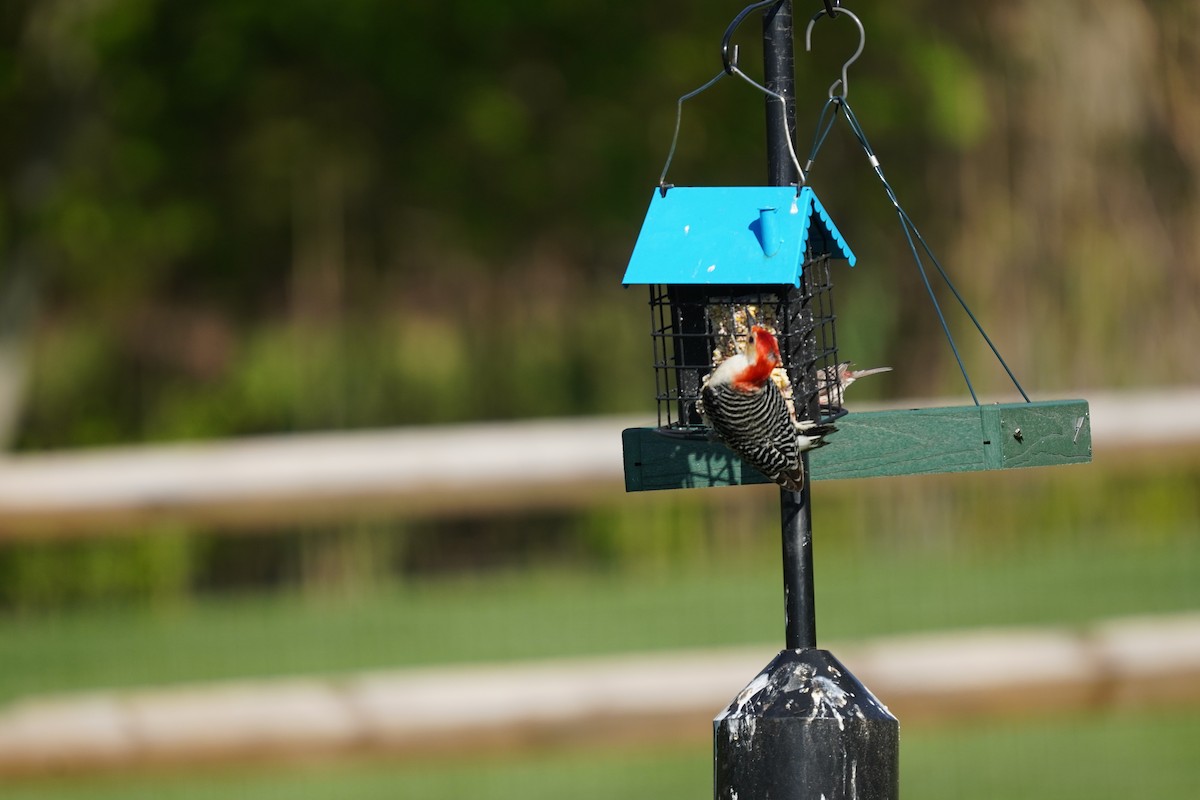Red-bellied Woodpecker - ML617980674