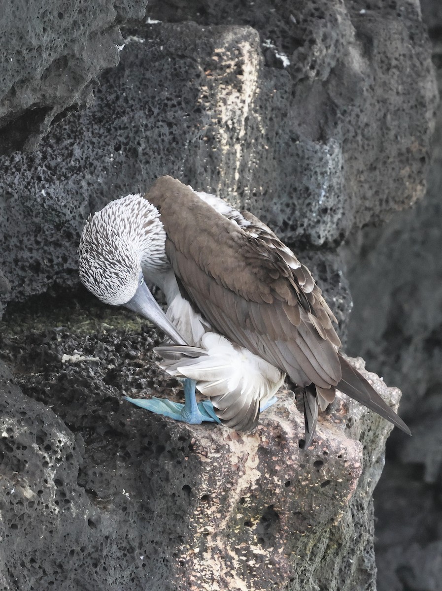 Blue-footed Booby - ML617980680