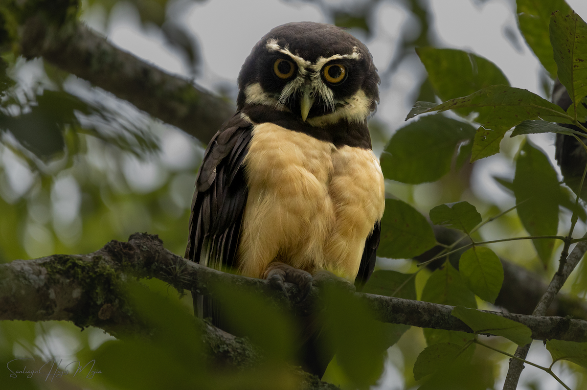 Spectacled Owl - ML617980684
