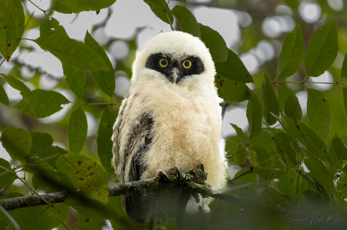 Spectacled Owl - ML617980694