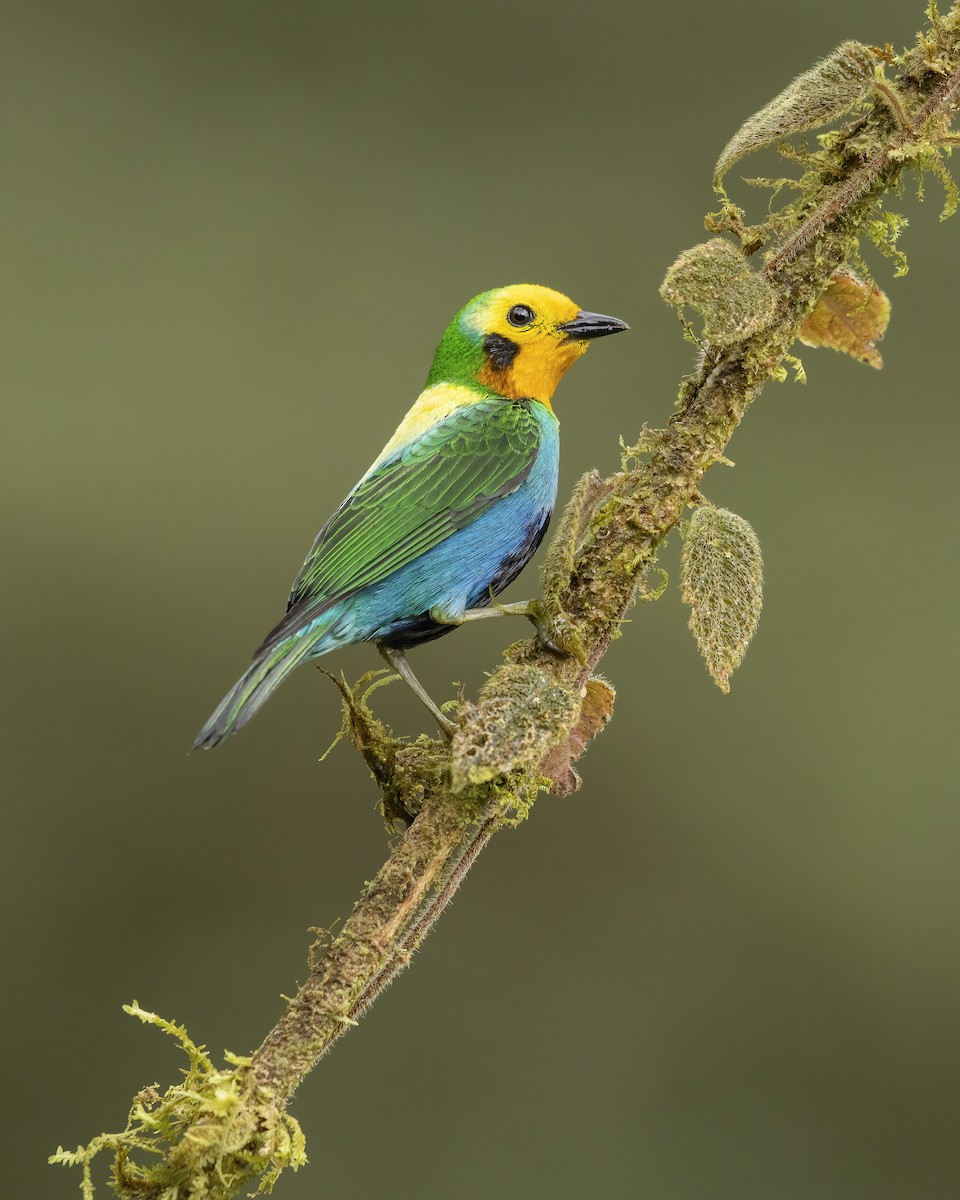 Multicolored Tanager - ML617980704