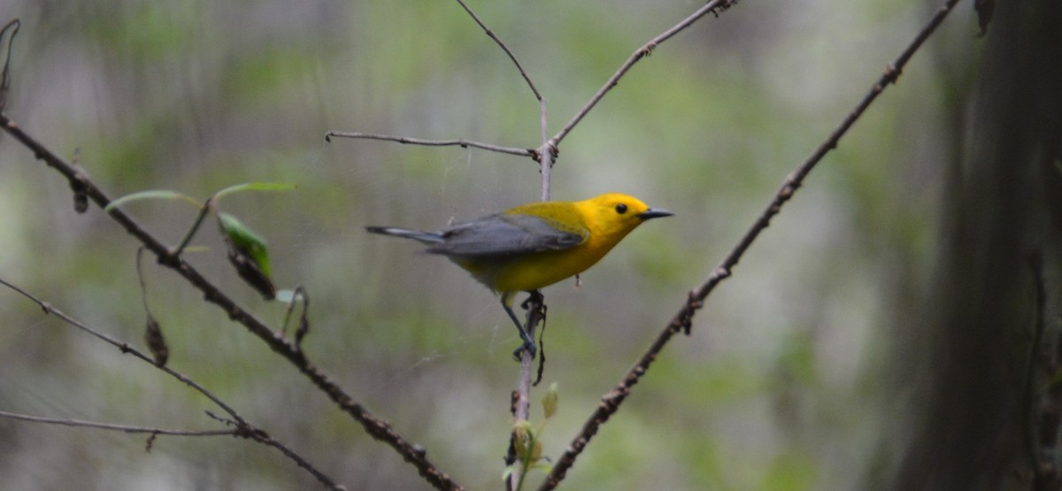 Prothonotary Warbler - ML617980723