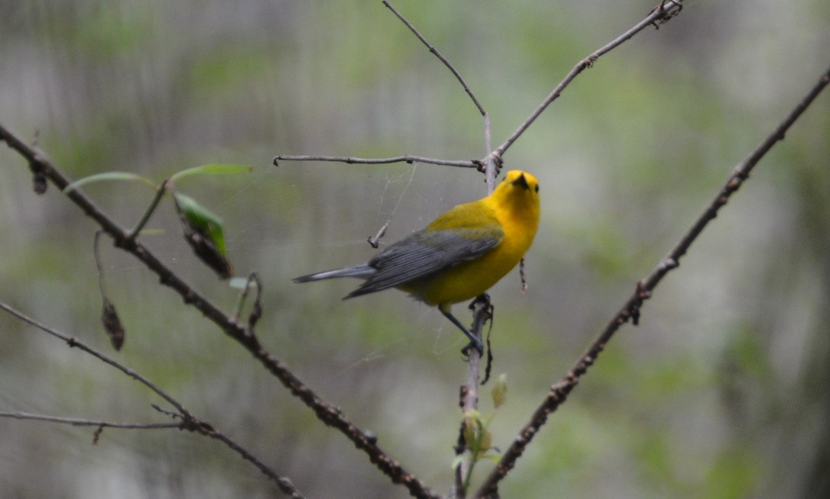 Prothonotary Warbler - ML617980735