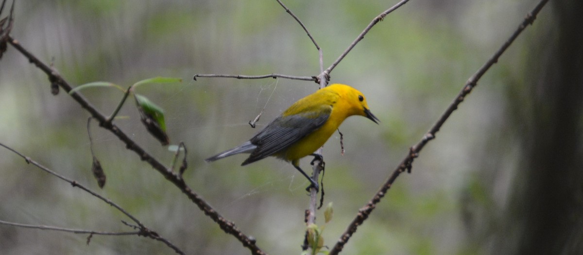 Prothonotary Warbler - ML617980744