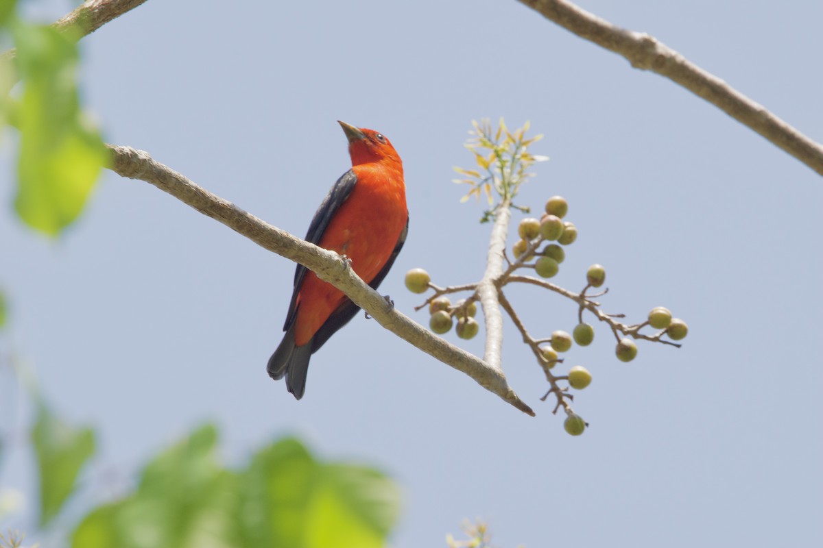 Scarlet Tanager - ML617980760