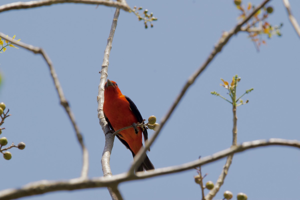 Scarlet Tanager - ML617980761