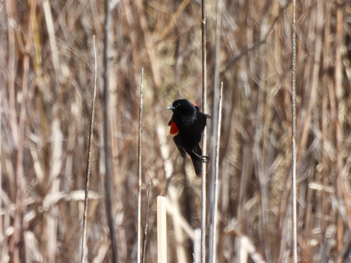Red-winged Blackbird - ML617980784