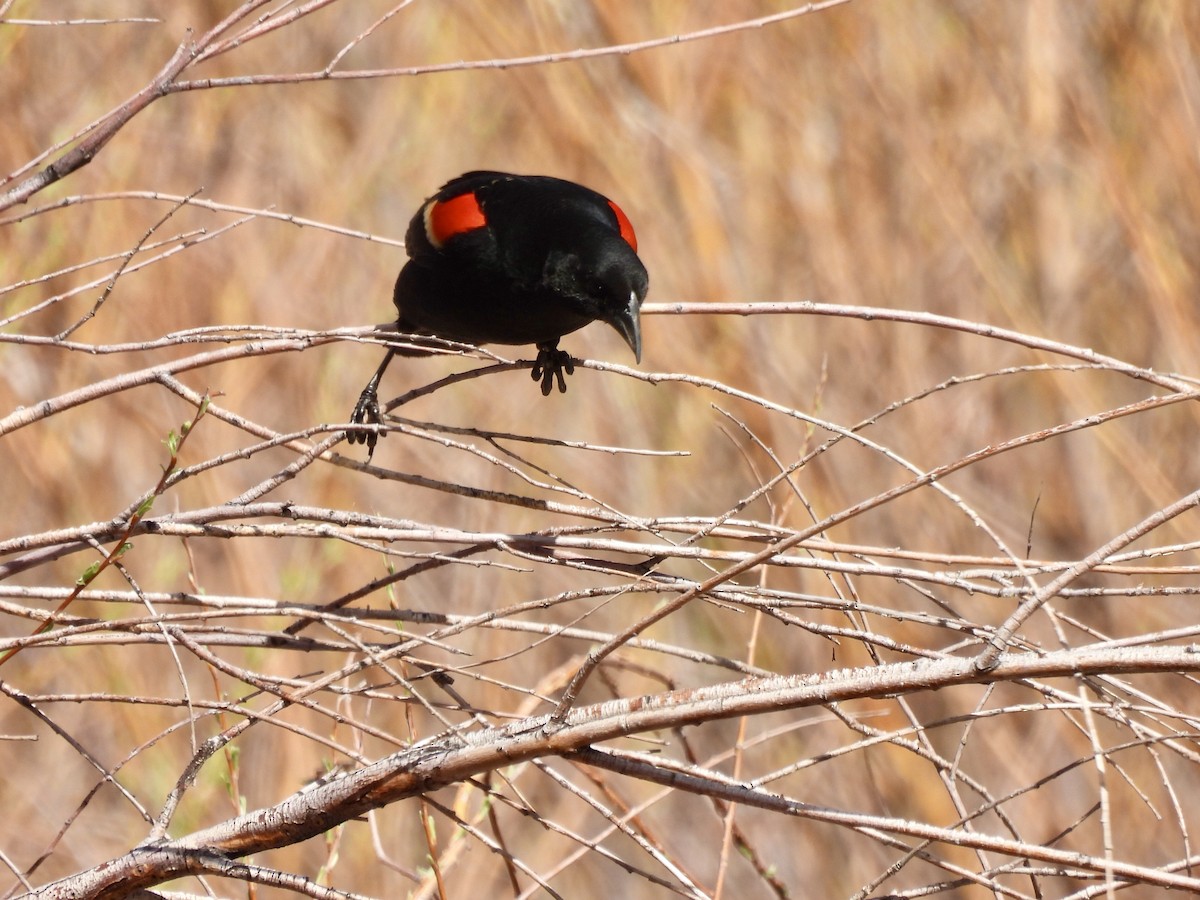 Red-winged Blackbird - ML617980785