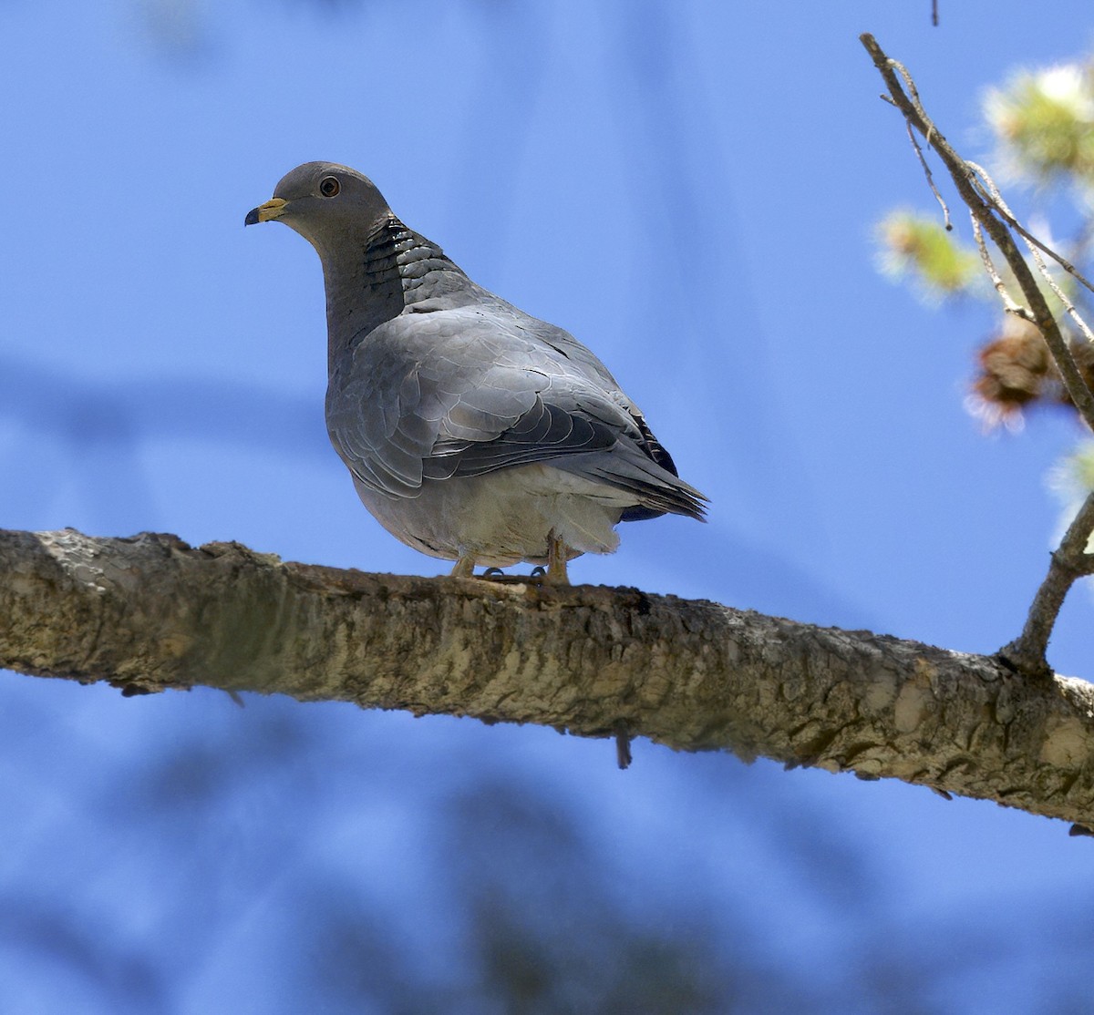 Band-tailed Pigeon - ML617980792
