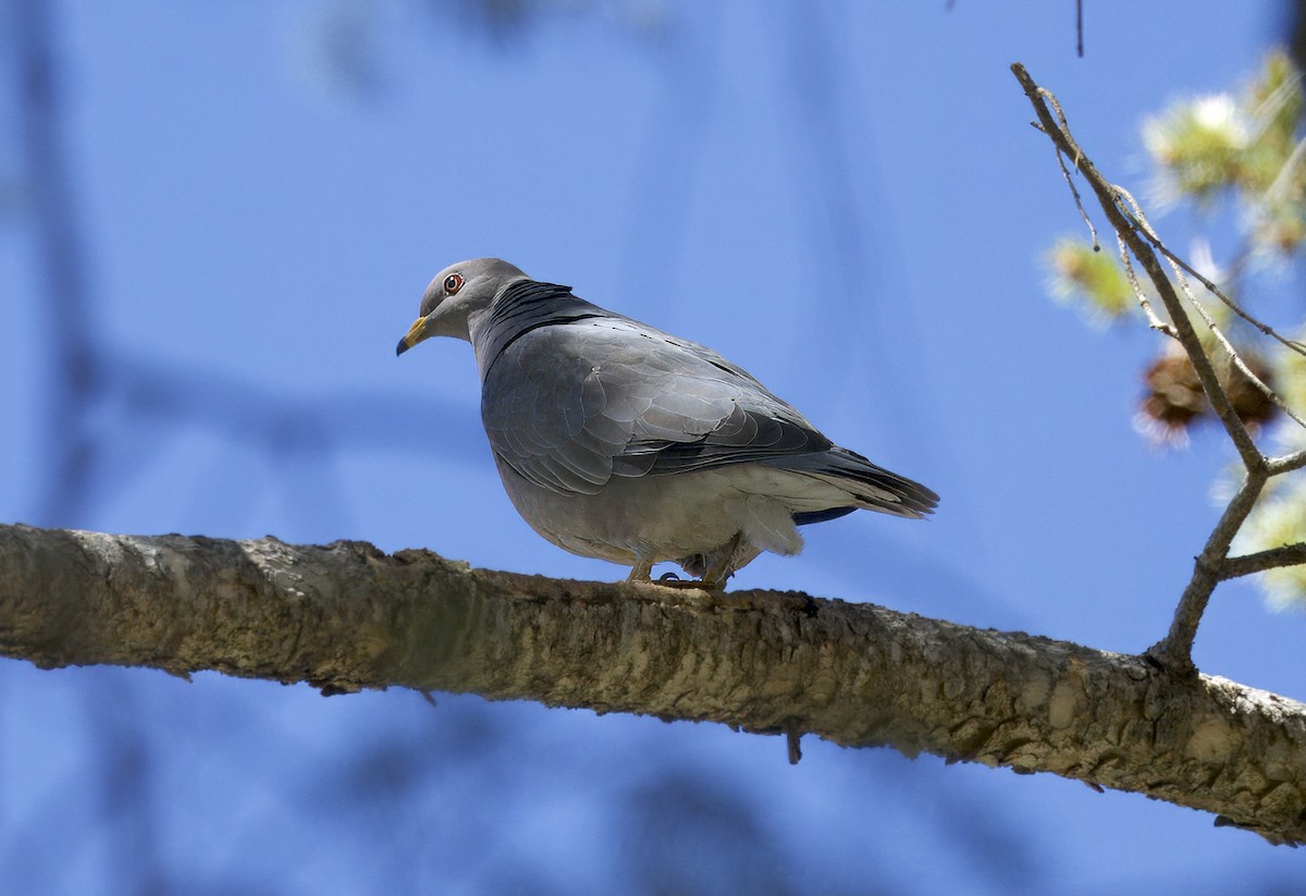 Band-tailed Pigeon - ML617980793