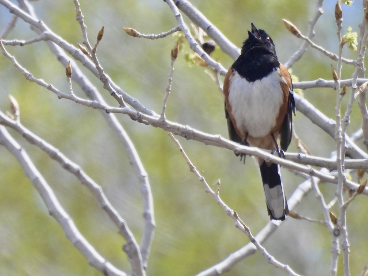 Spotted Towhee - ML617980796
