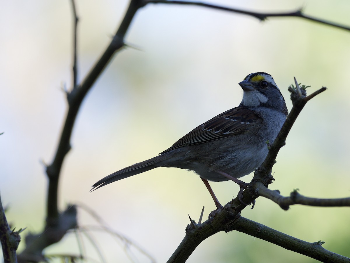 White-throated Sparrow - Eric Heisey