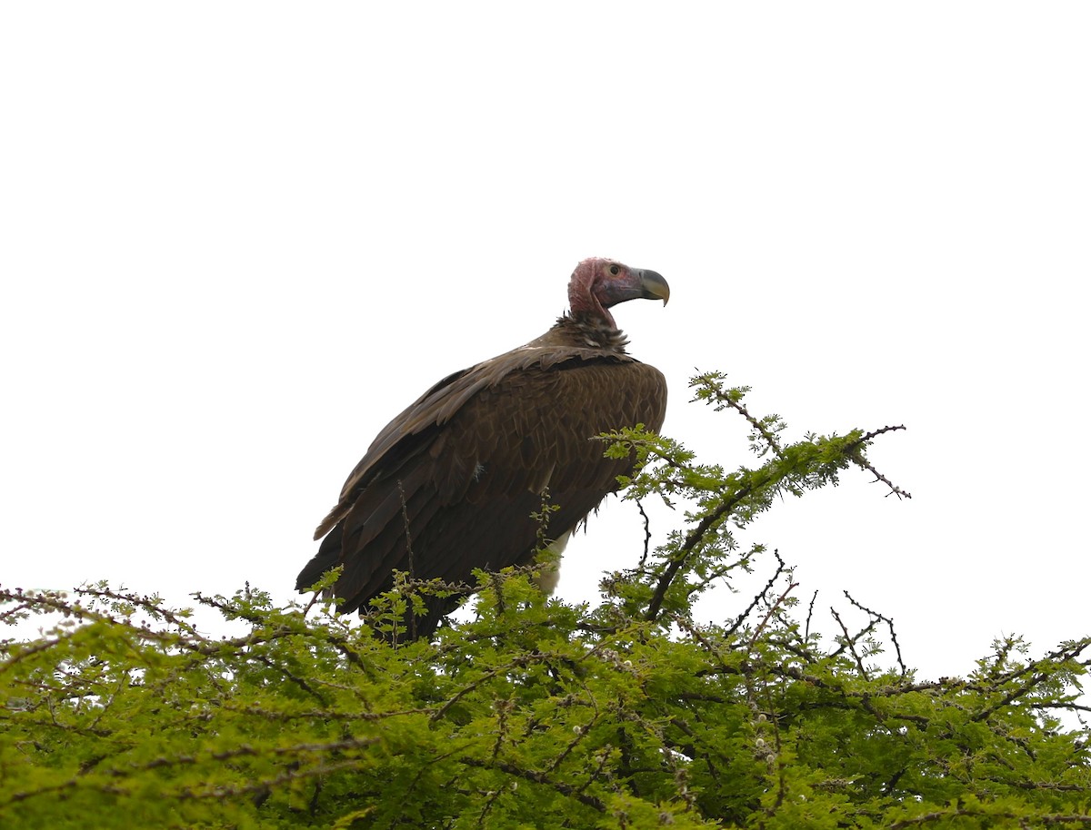 Lappet-faced Vulture - ML617980849