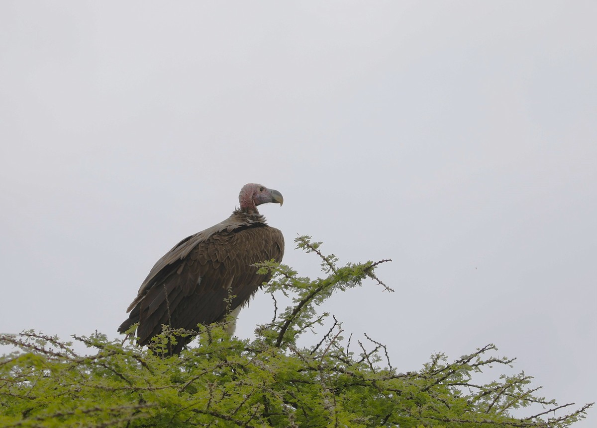Lappet-faced Vulture - ML617980850