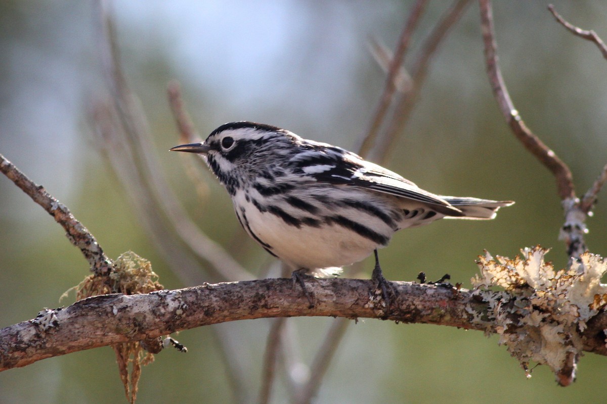 Black-and-white Warbler - ML617980851