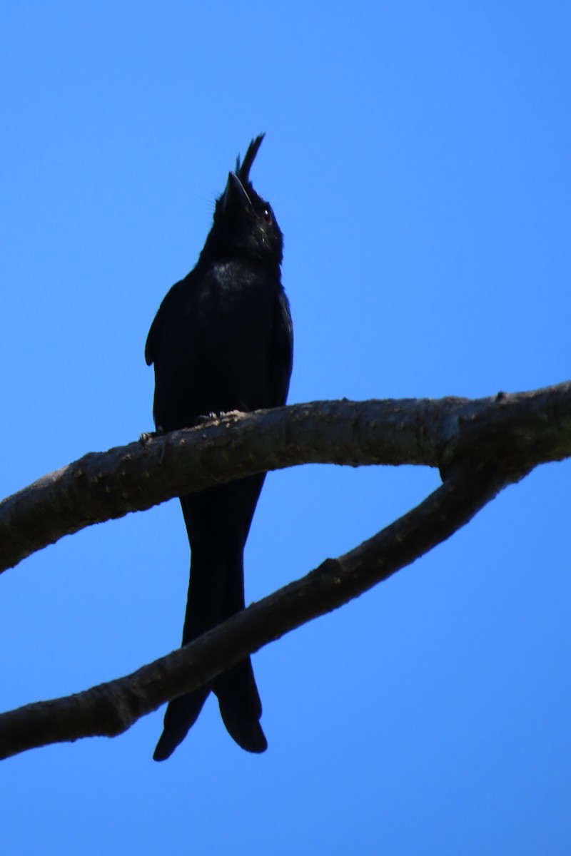 Crested Drongo - ML617980852