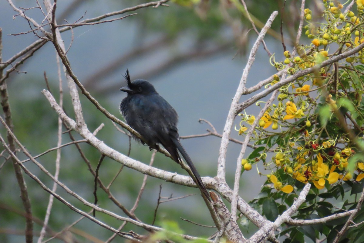 Crested Drongo - ML617980853