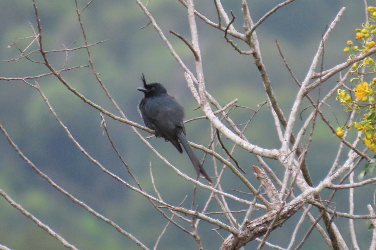 Crested Drongo - ML617980854